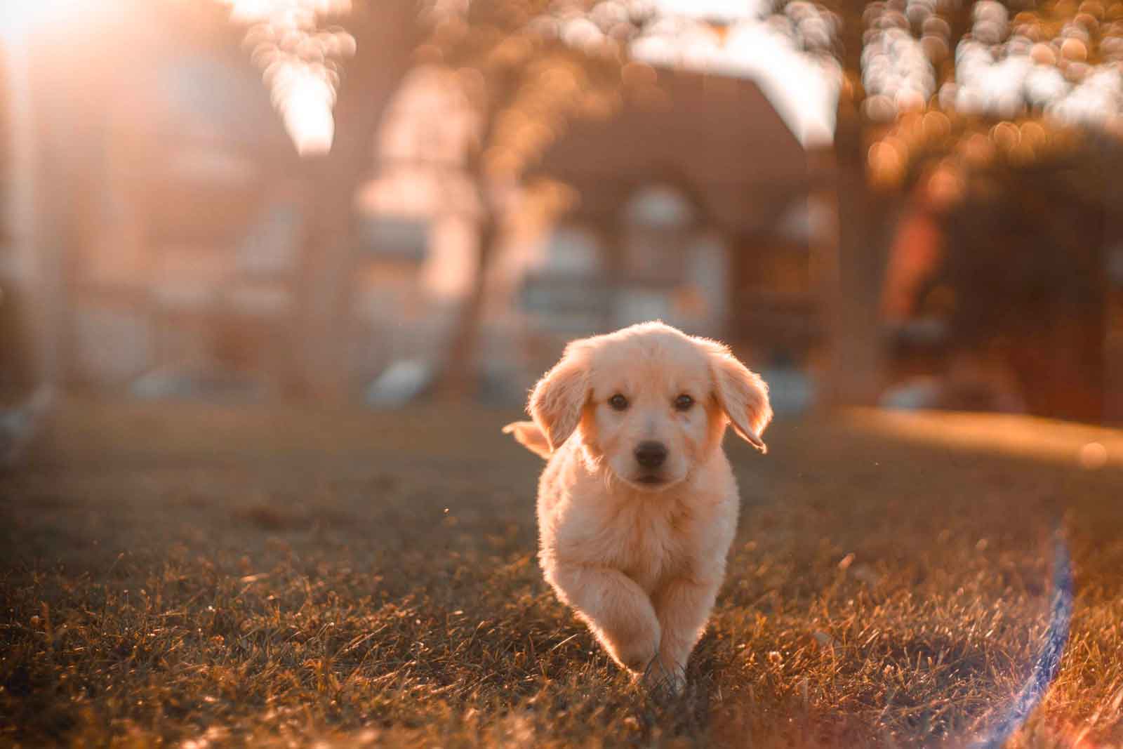 arredo pet friendly